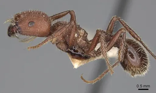 Pogonomyrmex inermis specimen CASENT0914207 image casent0914207_4