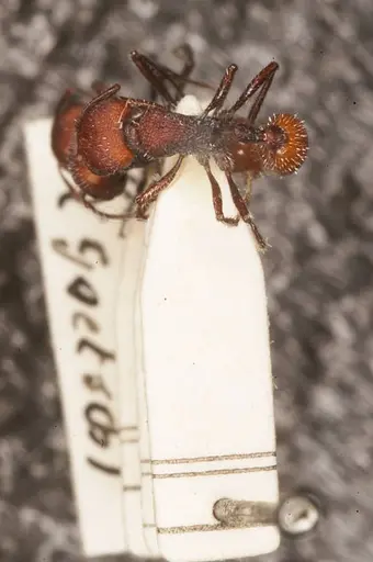 Pogonomyrmex intermedius specimen ANTWEB1008896 image antweb1008896_1