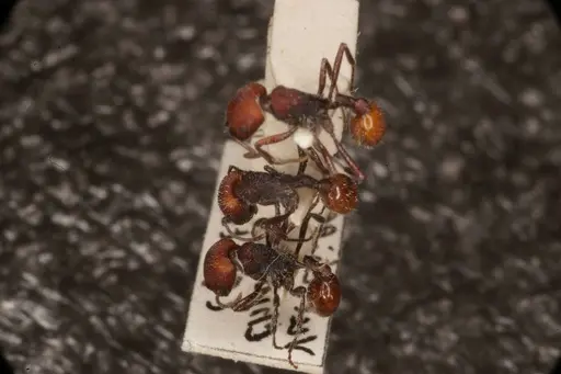 Pogonomyrmex intermedius specimen ANTWEB1008896 image antweb1008896_2