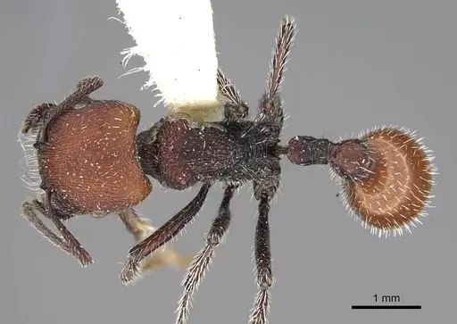 Pogonomyrmex intermedius specimen CASENT0914127 image casent0914127_1