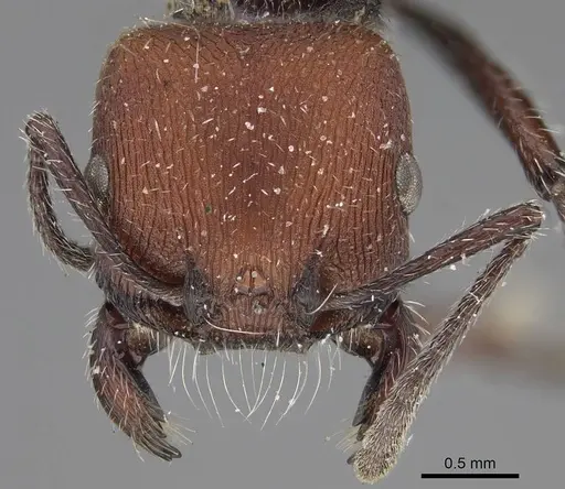 Pogonomyrmex intermedius specimen CASENT0914127 image casent0914127_2