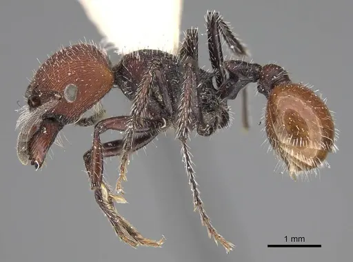 Pogonomyrmex intermedius specimen CASENT0914127 image casent0914127_3