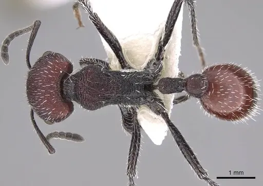Pogonomyrmex intermedius specimen CASENT0914380 image casent0914380_1