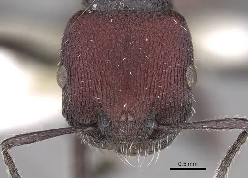 Pogonomyrmex intermedius specimen CASENT0914380 image casent0914380_2
