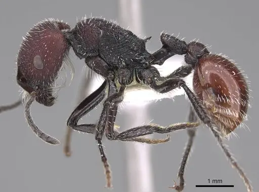 Pogonomyrmex intermedius specimen CASENT0914380 image casent0914380_3