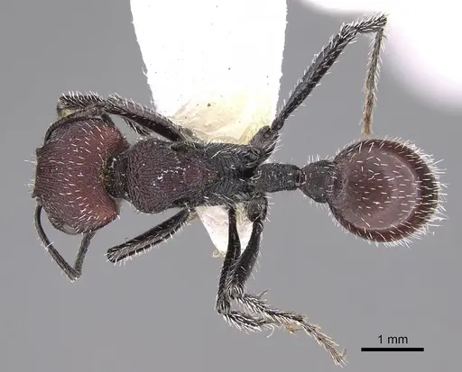 Pogonomyrmex intermedius specimen CASENT0914381 image casent0914381_1