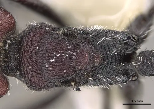 Pogonomyrmex intermedius specimen CASENT0914381 image casent0914381_2