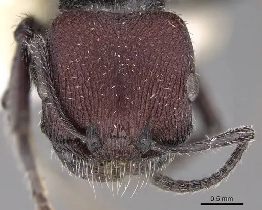 Pogonomyrmex intermedius specimen CASENT0914381 image casent0914381_3