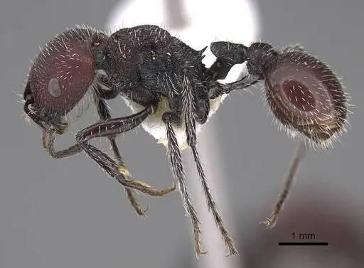 Pogonomyrmex intermedius specimen CASENT0914381 image casent0914381_4