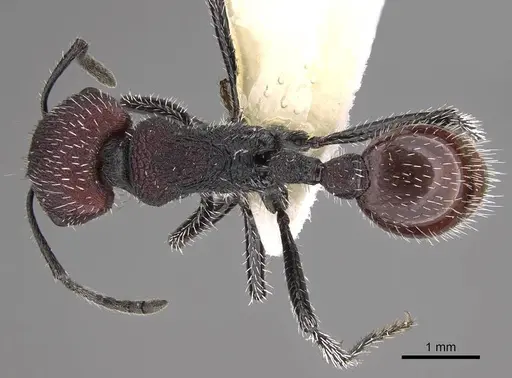Pogonomyrmex intermedius specimen CASENT0914383 image casent0914383_1