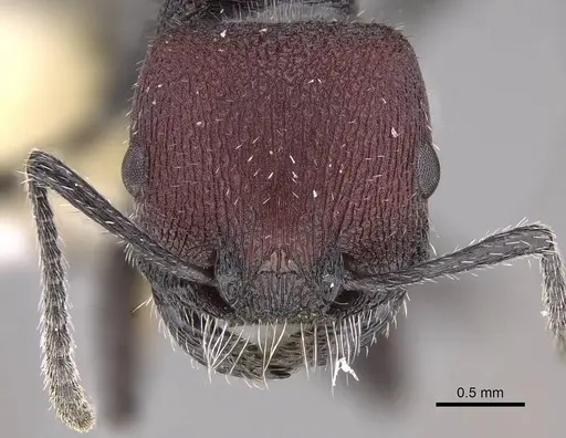 Pogonomyrmex intermedius specimen CASENT0914383 image casent0914383_2