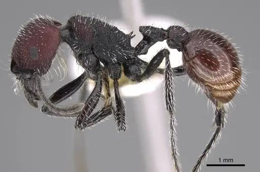 Pogonomyrmex intermedius specimen CASENT0914383 image casent0914383_3