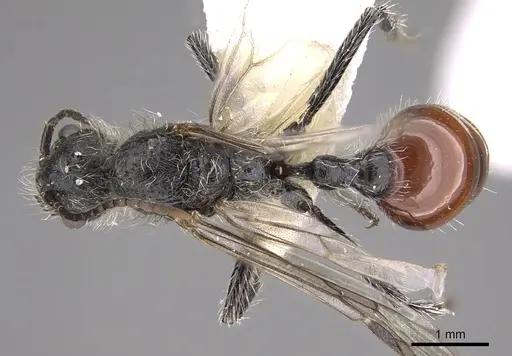 Pogonomyrmex intermedius specimen CASENT0914384 image casent0914384_1