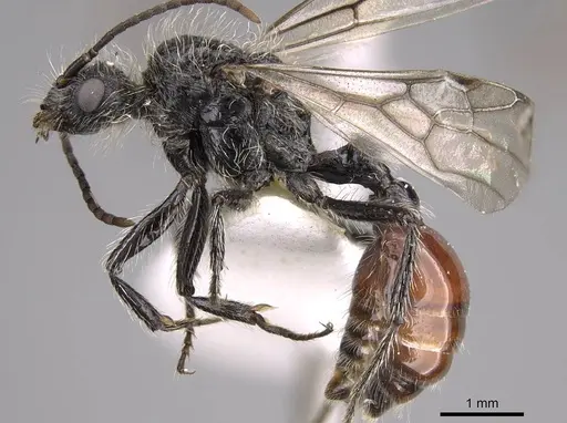 Pogonomyrmex intermedius specimen CASENT0914384 image casent0914384_3