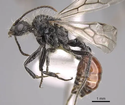 Pogonomyrmex intermedius specimen CASENT0914384 image casent0914384_4