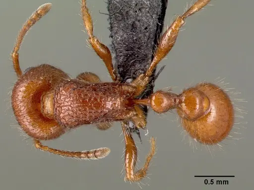 Pogonomyrmex laevinodis specimen CASENT0006280 image casent0006280_1