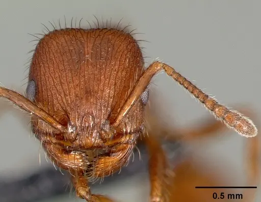 Pogonomyrmex laevinodis specimen CASENT0006280 image casent0006280_2