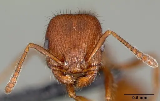 Pogonomyrmex laevinodis specimen CASENT0006280 image casent0006280_3