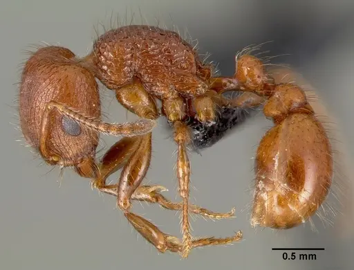 Pogonomyrmex laevinodis specimen CASENT0006280 image casent0006280_4