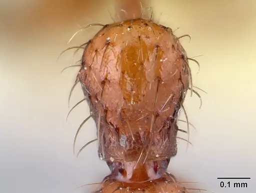Pogonomyrmex laevinodis specimen CASENT0217271 image casent0217271_1