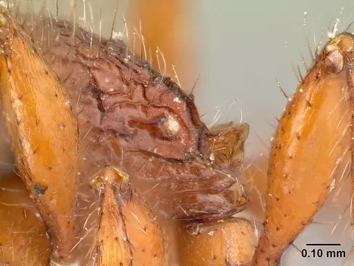 Pogonomyrmex laevinodis specimen CASENT0217271 image casent0217271_2