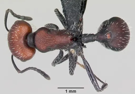 Pogonomyrmex lagunabravensis specimen CASENT0103262 image casent0103262_1