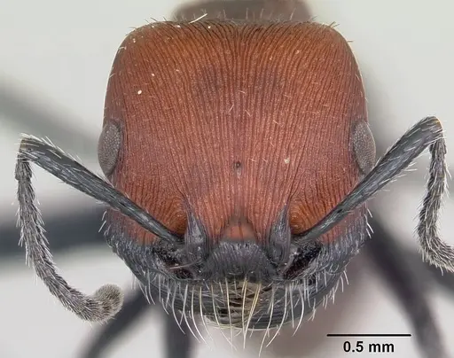 Pogonomyrmex lagunabravensis specimen CASENT0103262 image casent0103262_2
