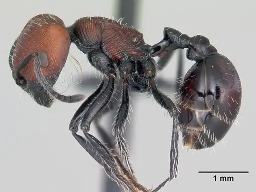 Pogonomyrmex lagunabravensis specimen CASENT0103262 image casent0103262_3