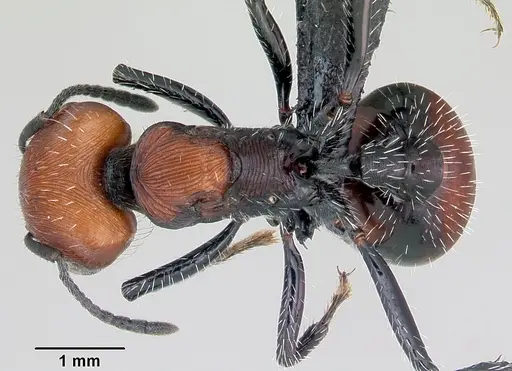 Pogonomyrmex lagunabravensis specimen CASENT0172681 image casent0172681_1