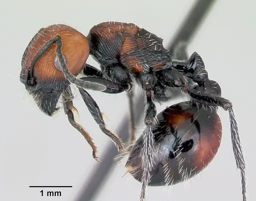 Pogonomyrmex lagunabravensis specimen CASENT0172681 image casent0172681_3