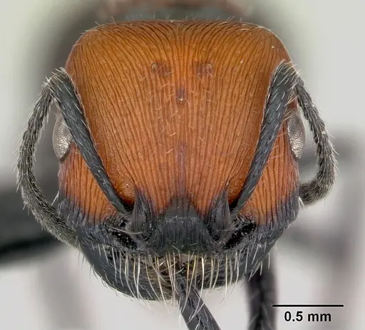 Pogonomyrmex lagunabravensis specimen CASENT0173126 image casent0173126_2