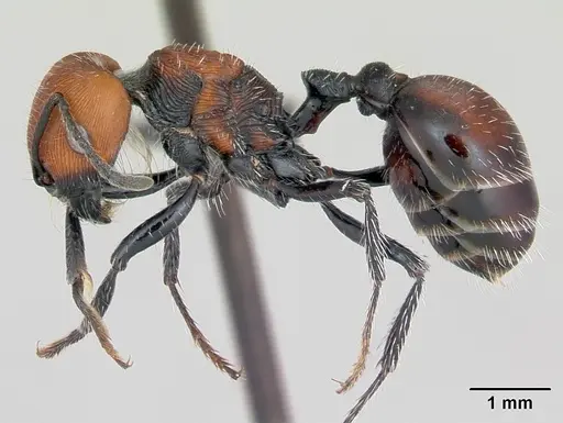 Pogonomyrmex lagunabravensis specimen CASENT0173126 image casent0173126_3