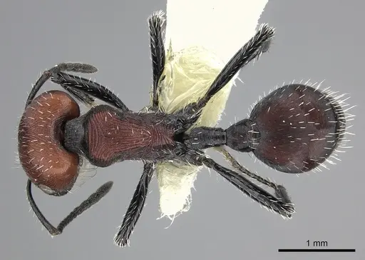 Pogonomyrmex lagunabravensis specimen CASENT0249051 image casent0249051_1