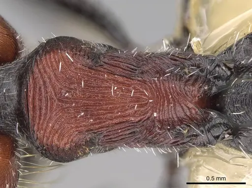 Pogonomyrmex lagunabravensis specimen CASENT0249051 image casent0249051_2