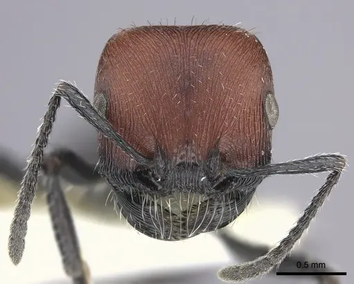 Pogonomyrmex lagunabravensis specimen CASENT0249051 image casent0249051_3