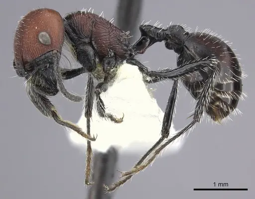 Pogonomyrmex lagunabravensis specimen CASENT0249051 image casent0249051_4