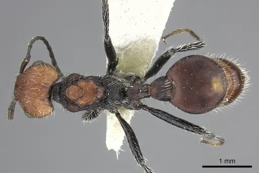 Pogonomyrmex lagunabravensis specimen CASENT0249058 image casent0249058_1