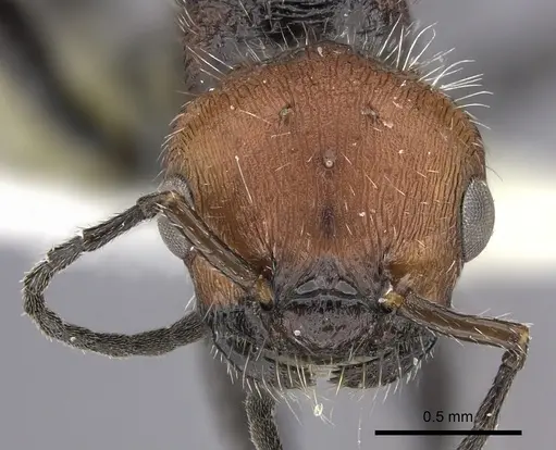 Pogonomyrmex lagunabravensis specimen CASENT0249058 image casent0249058_2
