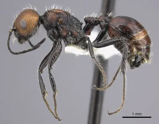 Pogonomyrmex lagunabravensis specimen CASENT0249058 image casent0249058_3