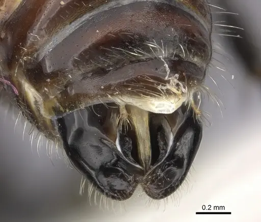 Pogonomyrmex lagunabravensis specimen CASENT0249058 image casent0249058_4