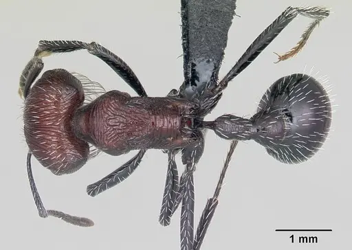 Pogonomyrmex laticeps specimen CASENT0103263 image casent0103263_1