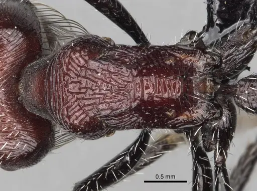 Pogonomyrmex laticeps specimen CASENT0103263 image casent0103263_2