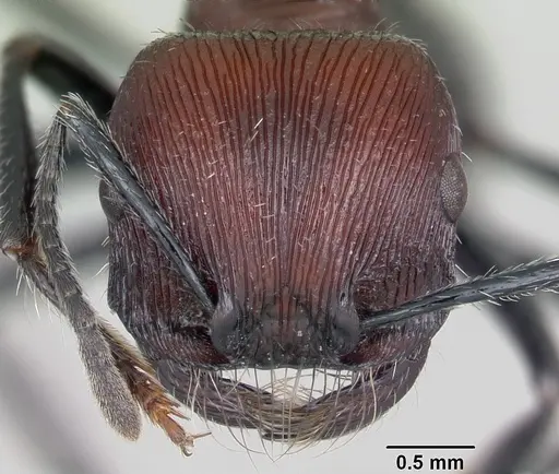 Pogonomyrmex laticeps specimen CASENT0103263 image casent0103263_3