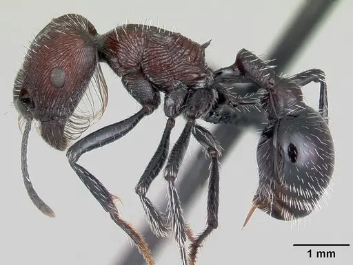 Pogonomyrmex laticeps specimen CASENT0103263 image casent0103263_4