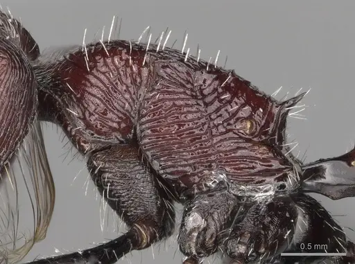 Pogonomyrmex laticeps specimen CASENT0103263 image casent0103263_5