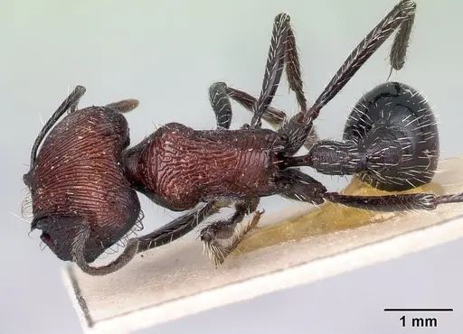 Pogonomyrmex laticeps specimen CASENT0217255 image casent0217255_1