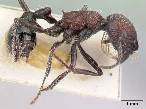 Pogonomyrmex laticeps specimen CASENT0217255 image casent0217255_3