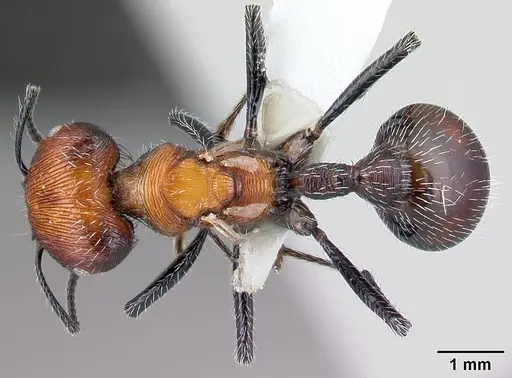 Pogonomyrmex laticeps specimen CASENT0217265 image casent0217265_1