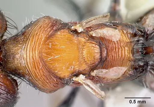 Pogonomyrmex laticeps specimen CASENT0217265 image casent0217265_2
