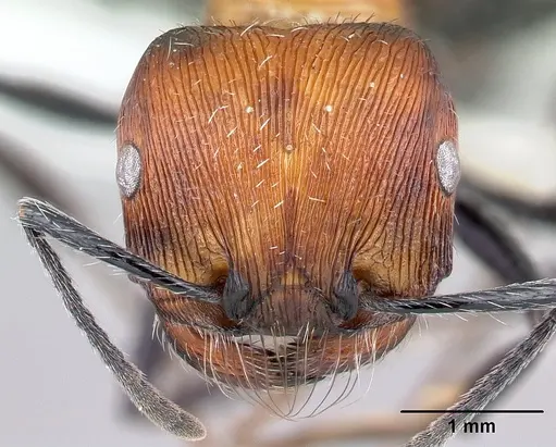 Pogonomyrmex laticeps specimen CASENT0217265 image casent0217265_3